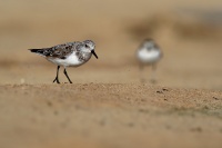 Jespak pisecny - Calidris alba - Sanderling o1926